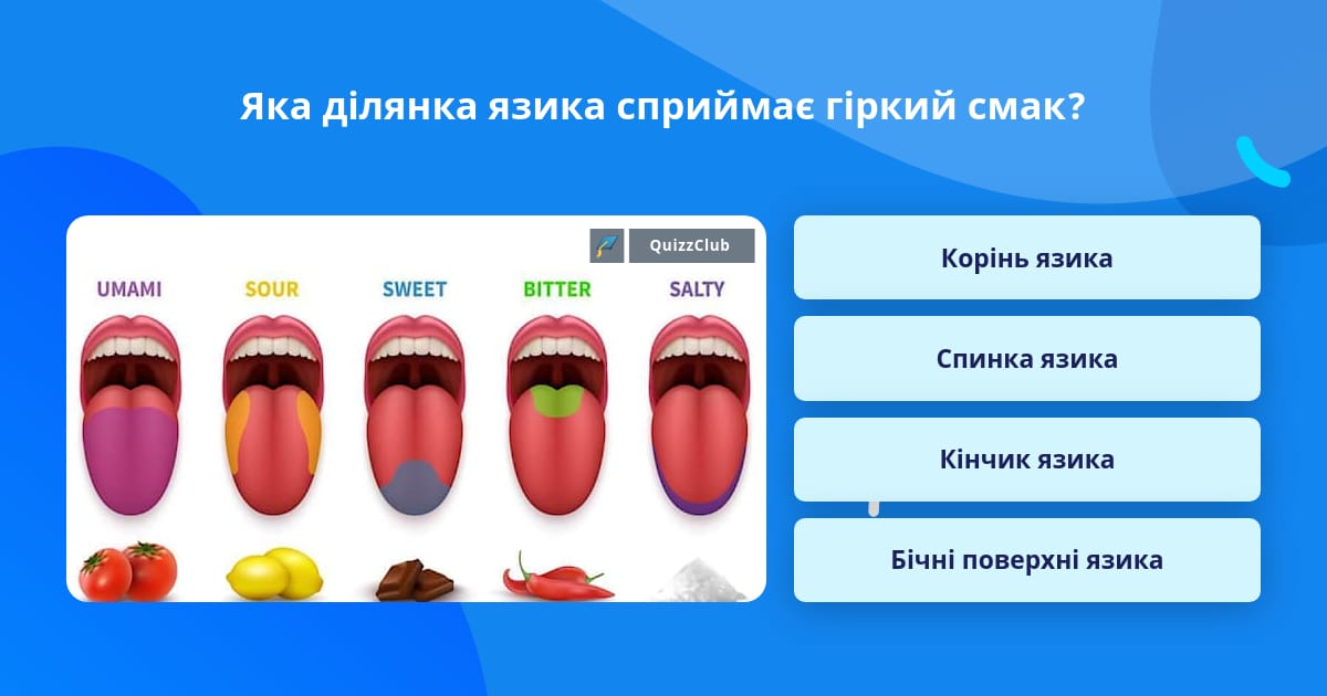 Яка частина язика розрізняє смак гіркого