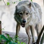 К чему снится волк: тайные знаки сна и важные подсказки подсознания
